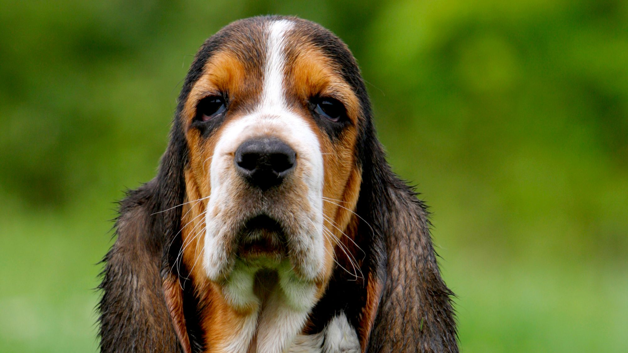 Royal canin basset hound sale