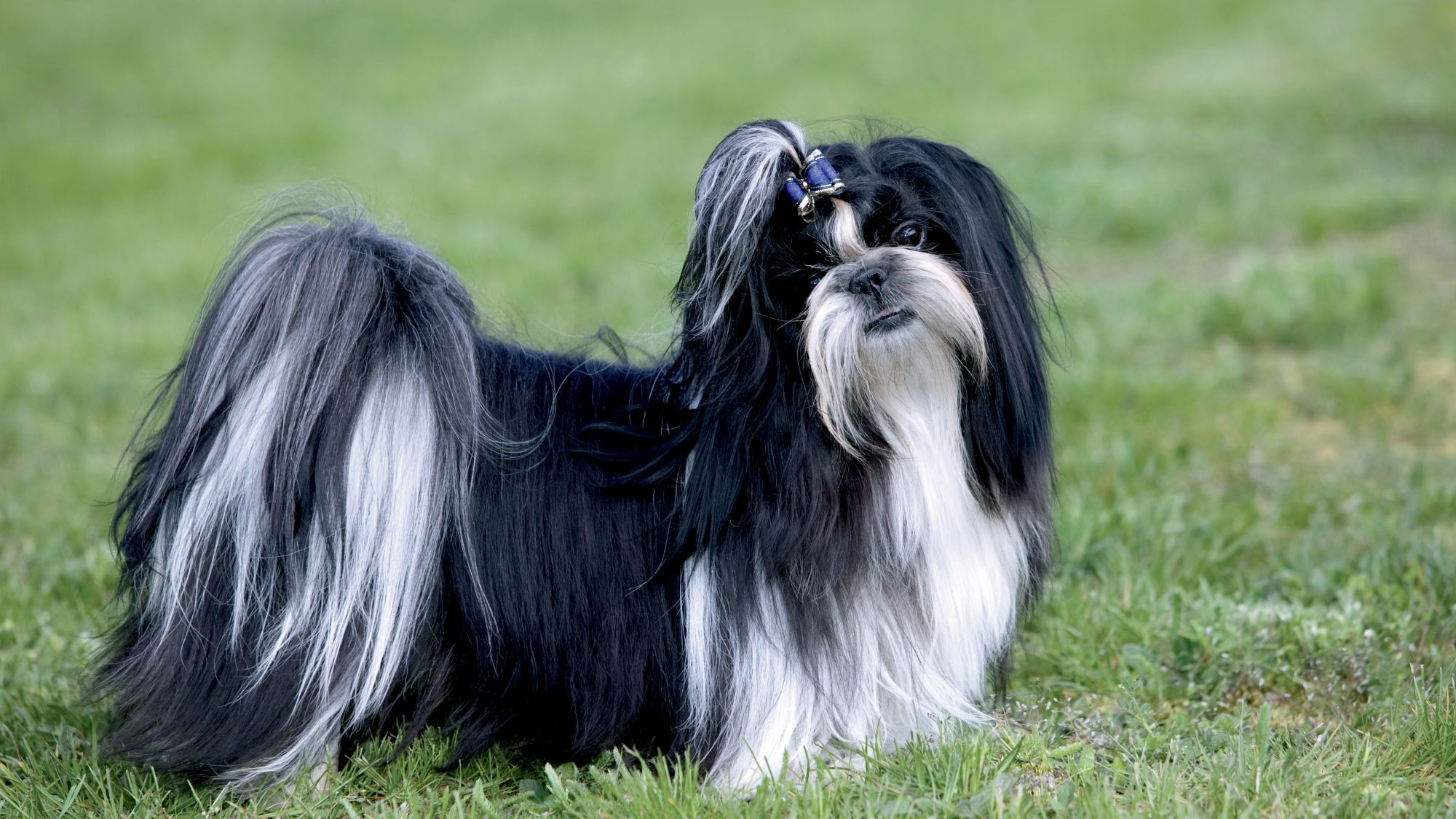 Shih tzu, der står på græsset og ser mod kameraet