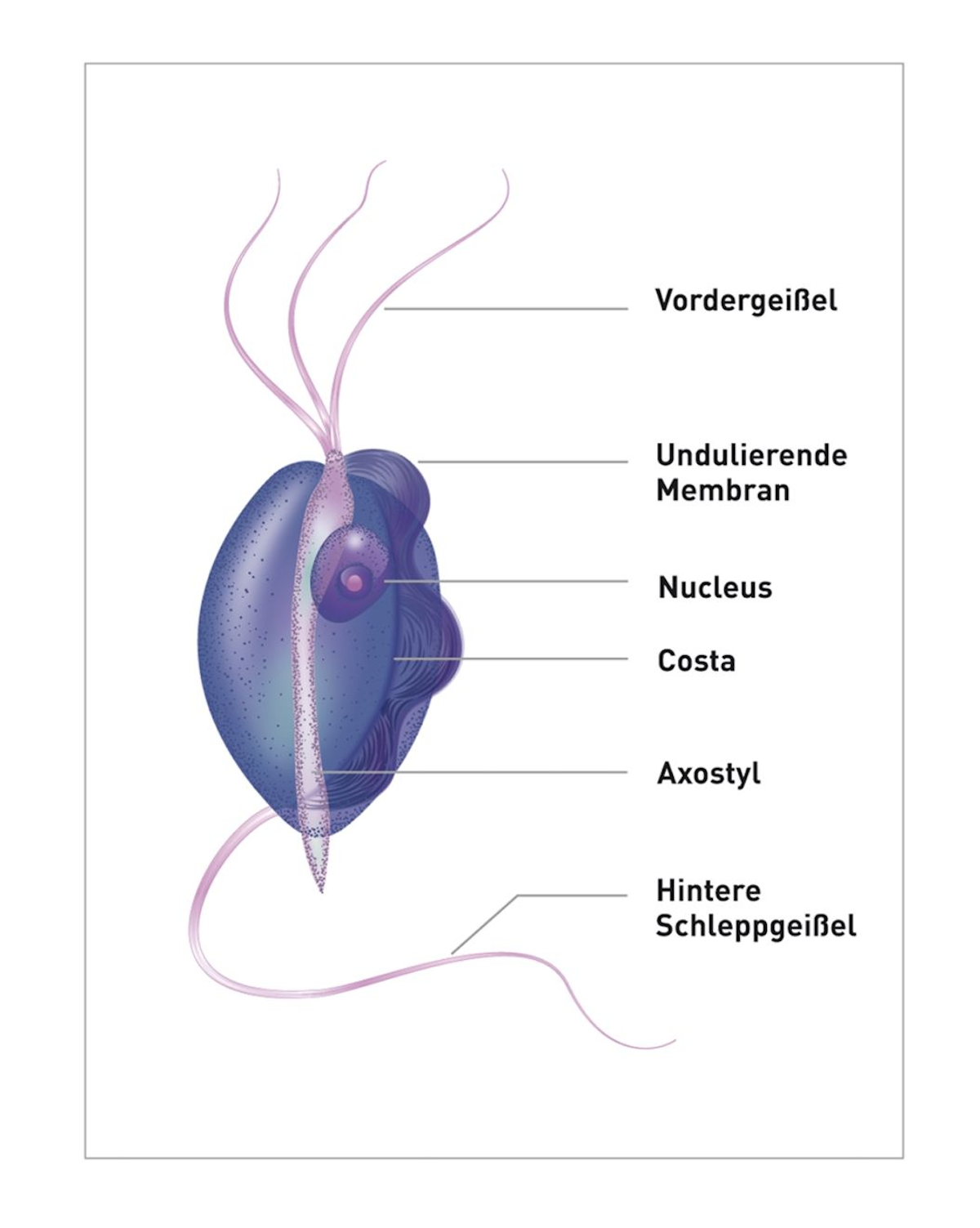 T. foetus ist etwa 10-26 µm lang, etwa 3-5 µm breit und wird oft als „birnenförmig“ oder „spindelförmig“ beschrieben. Jeder Organismus besitzt drei Vordergeißeln für die Beweglichkeit.