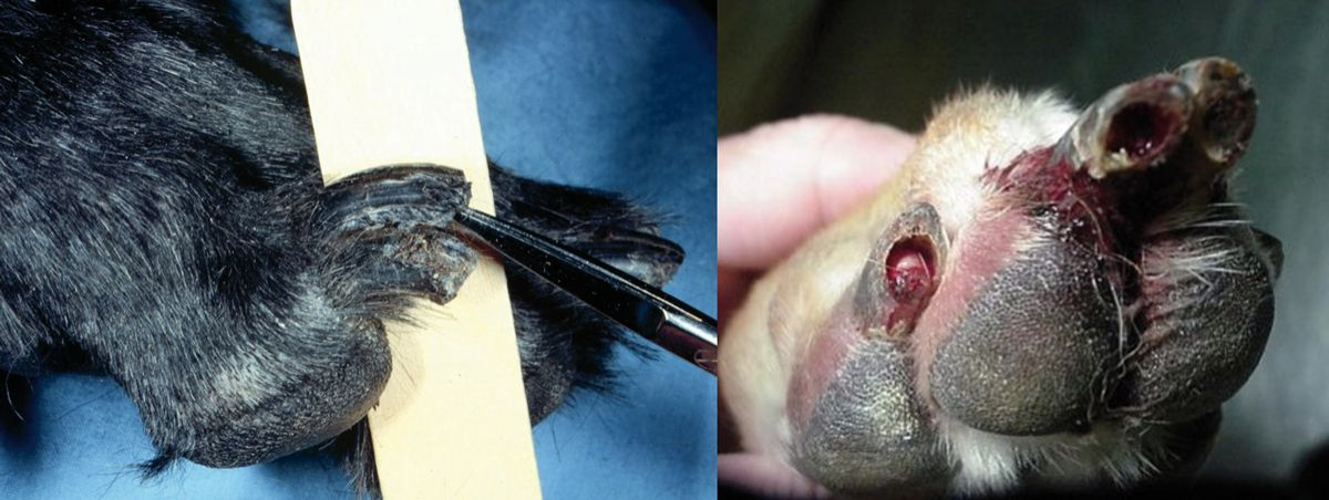 Figure 14. Onychodystrophie lupoïde symétrique chez de jeunes chiens. Les griffes anormales sont douloureuses et friables, et se décollent facilement. © Rosanna Marsella