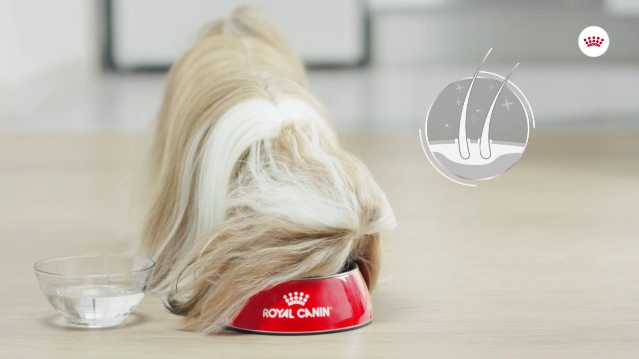 Canine Care Nutrition