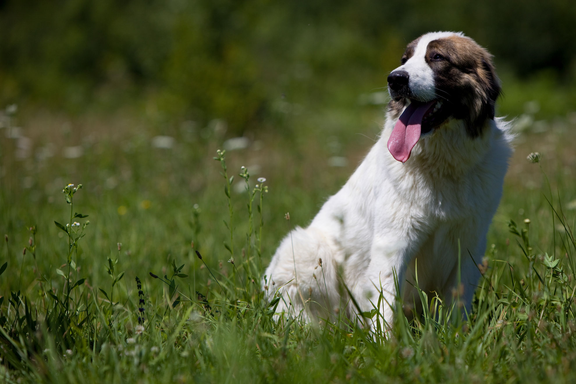 Робкая собака | Royal Canin