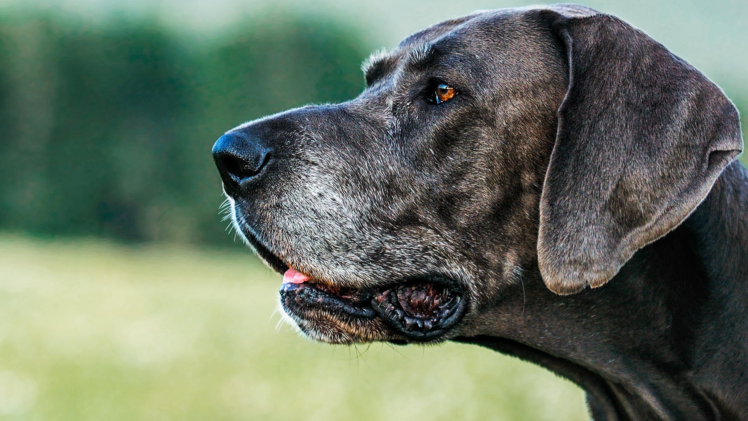 Ouder wordende Duitse Dog staat buiten in een veld.