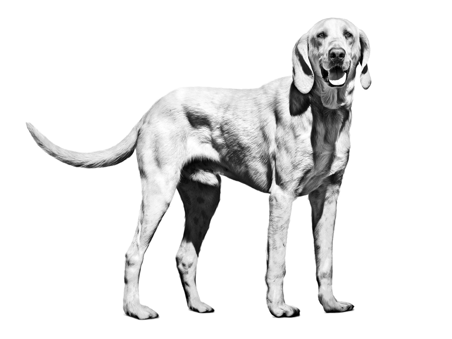 hub-billy-adult-black-and-white