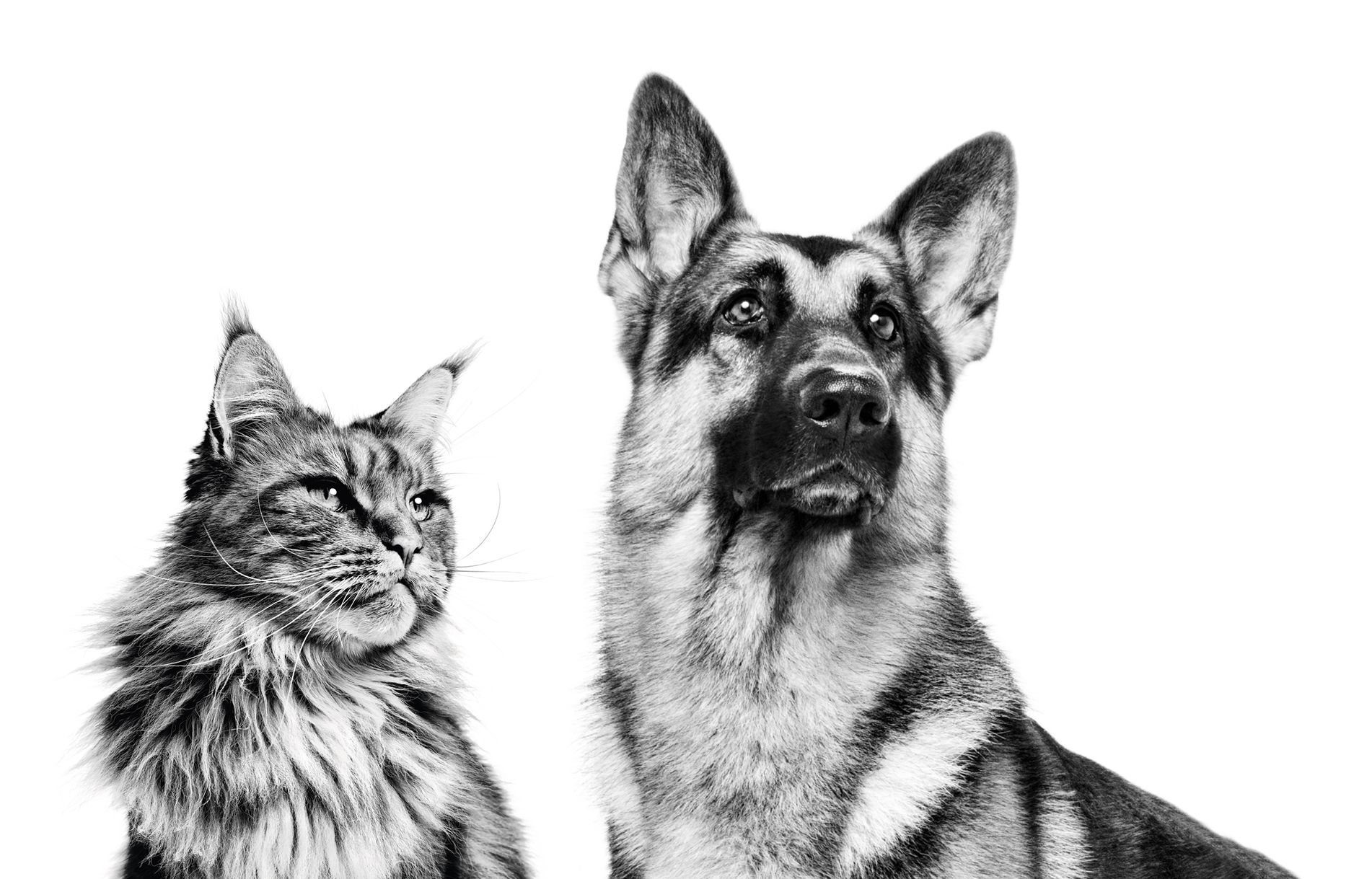 Ausgewachsene Maine-Coon-Katze und Deutscher Schäferhund in Schwarzweiß vor weißem Hintergrund