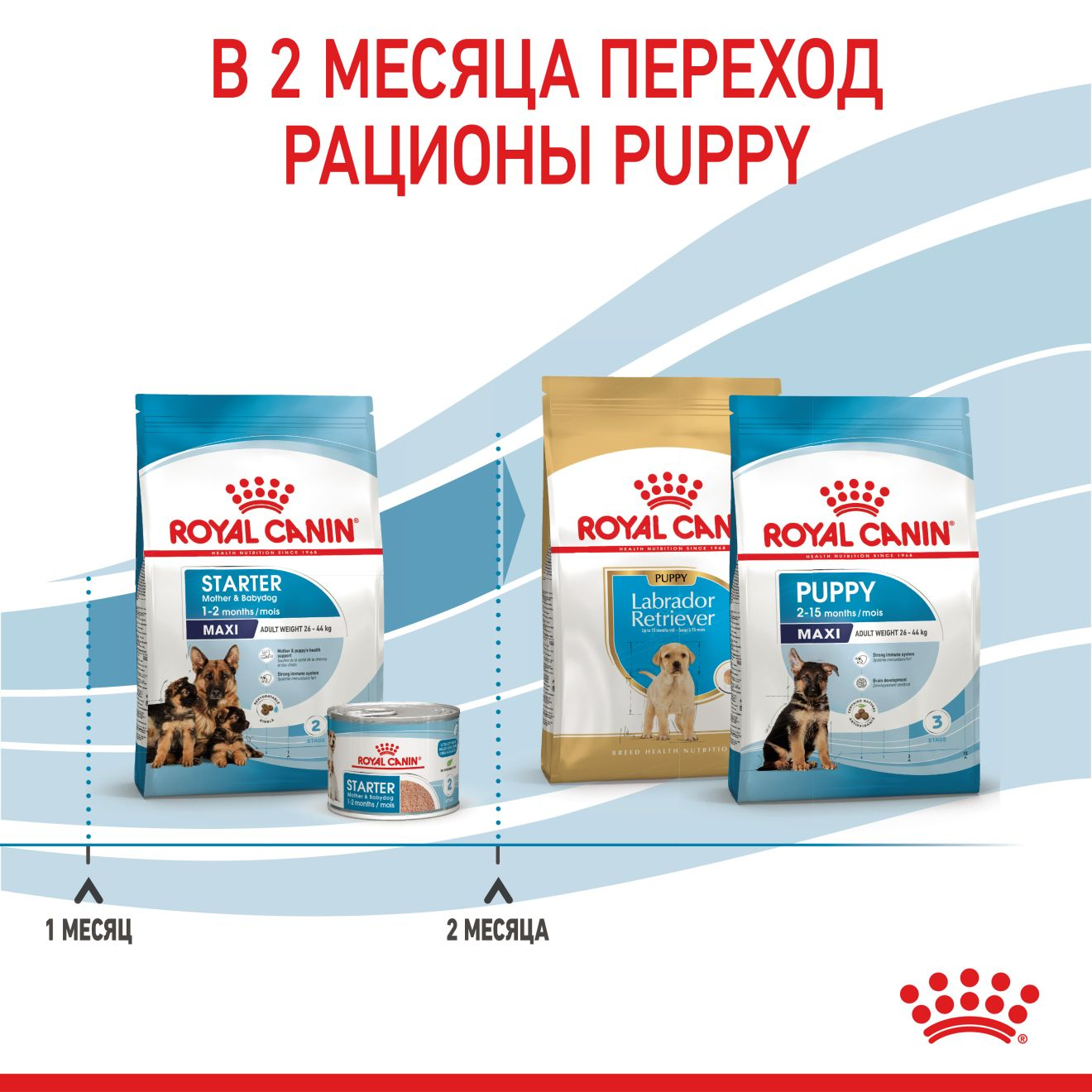 Starter Mother & Babydog - Maxi | Royal Canin UA