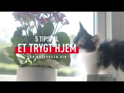 5 tips til et trygt hjem for kattungen din