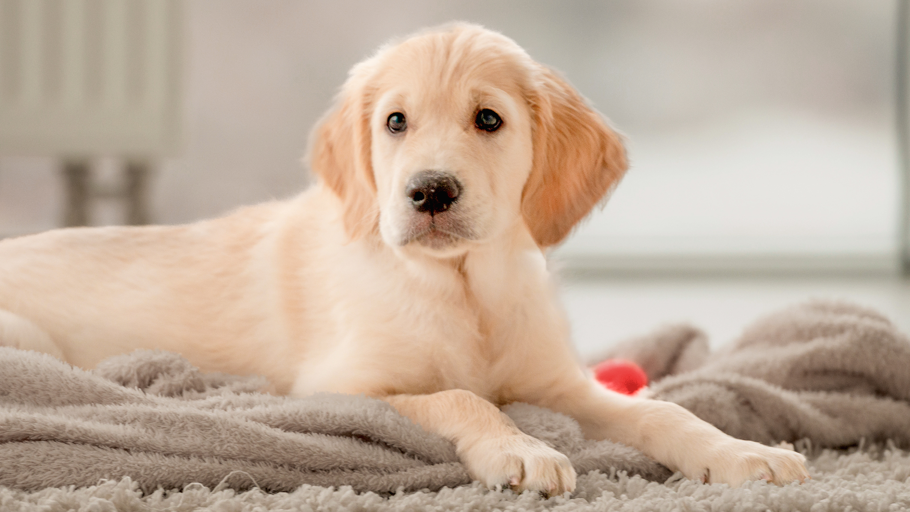 Golden retriever puppy indoors lying down on a cream towel next to a stainless steel feeding bowl