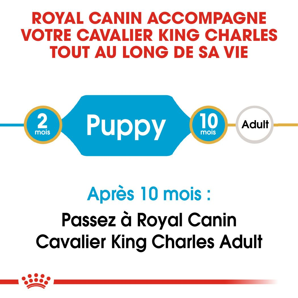 Chiot Cavalier King Charles