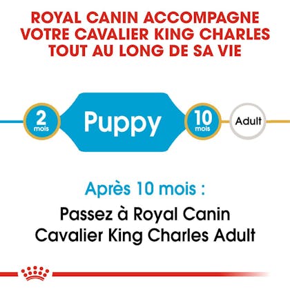 RC-BHN-PuppyCavalierKingCharles-CM-EretailKit-1-fr_FR