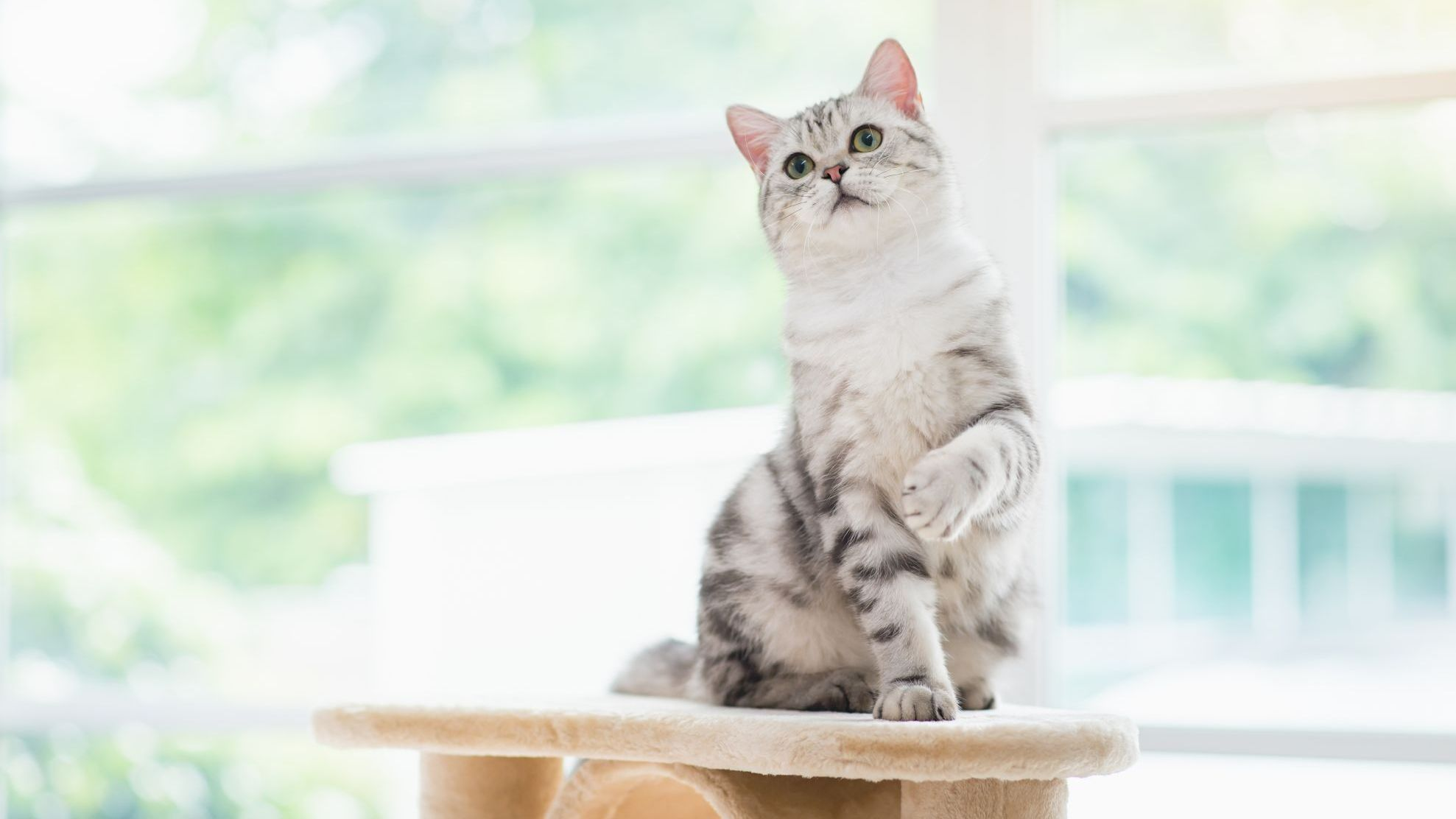 Gato americano de pelo corto sentado en una torre para gatos