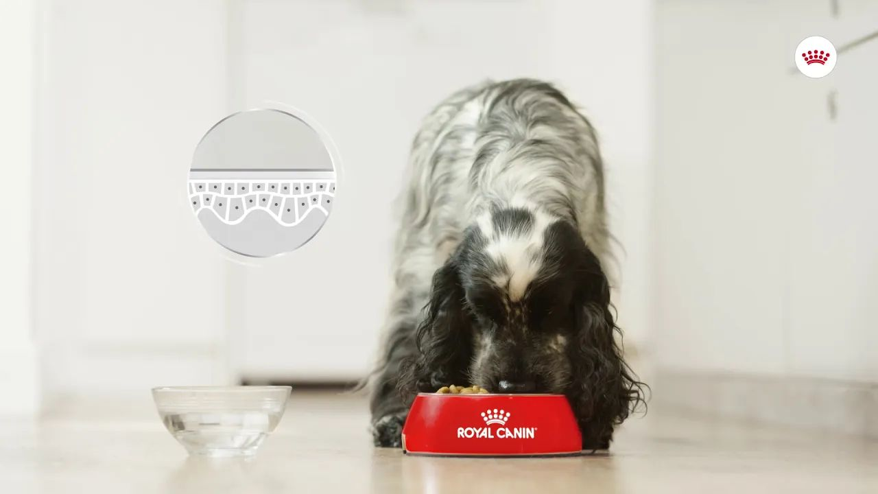 Royal Canin Dermacomfort - Nutrição para cães com problemas de pele