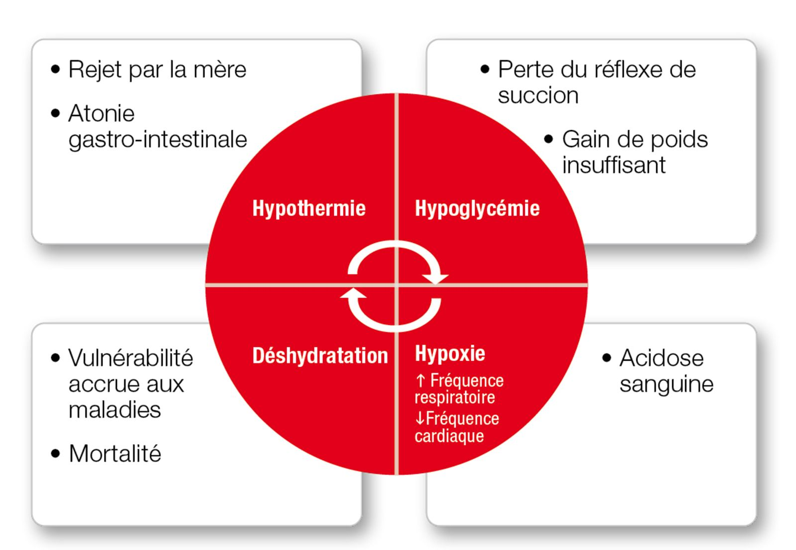 Figure 1. Principaux points de vulnrabilit du chiot nouveau-n.