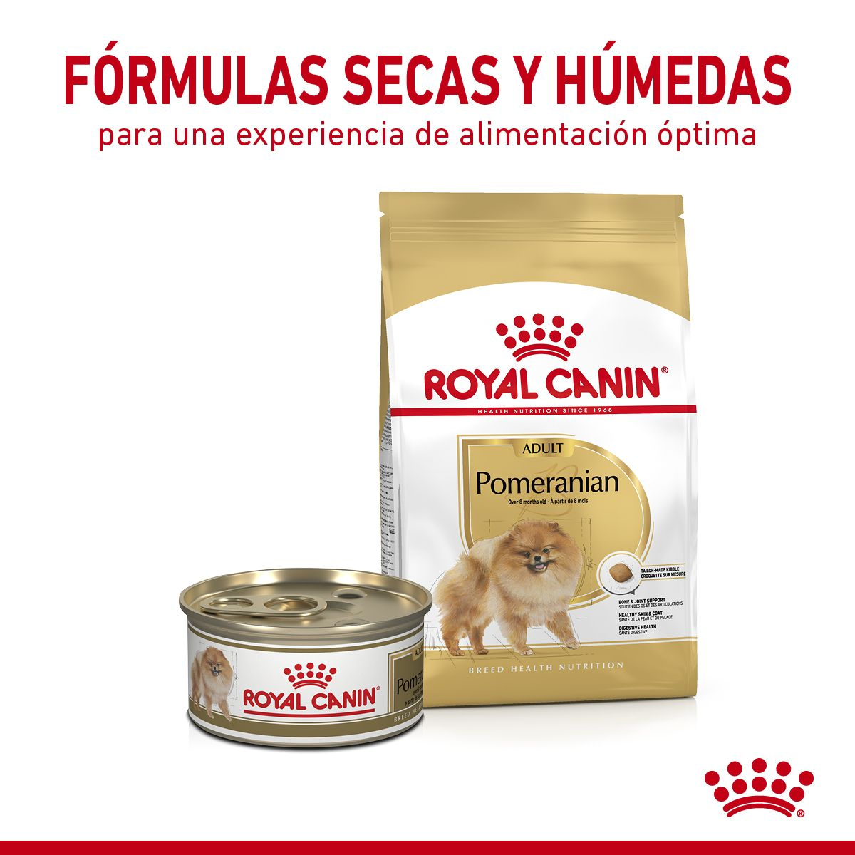 Pomeranian Adulto