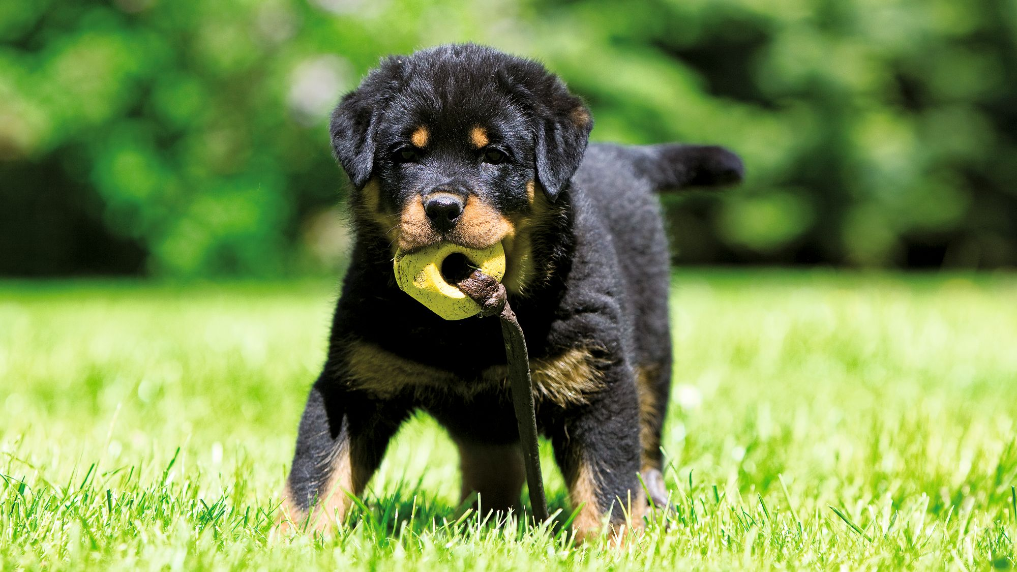 Rottweiler-hvalp på græs med legetøj i munden
