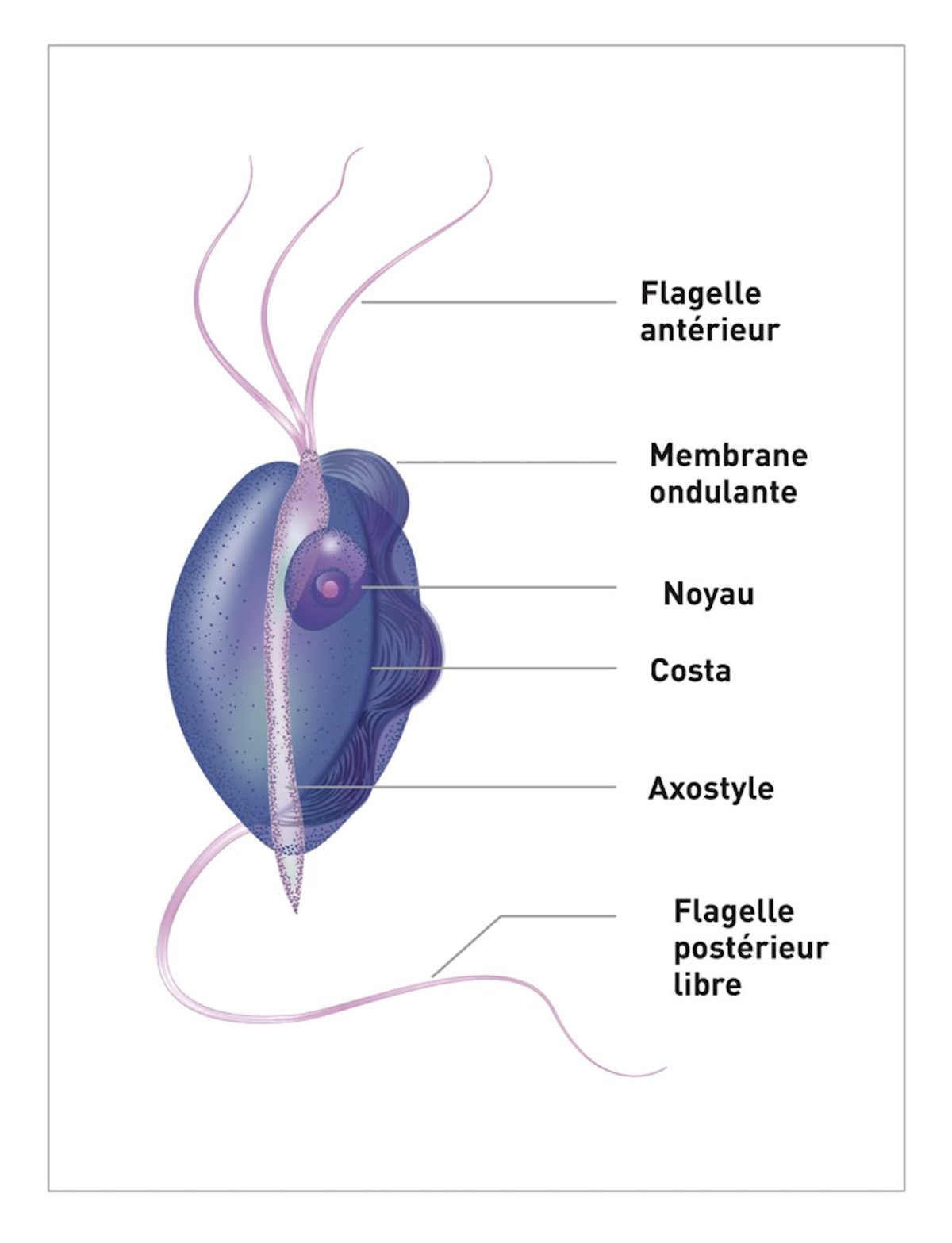 T. fœtus mesure environ 10-26 µm de long et 3-5 µm de large, et il a une forme fuselée, souvent qualifiée de « poire ». Chaque parasite possède 3 flagelles antérieurs pour la mobilité.