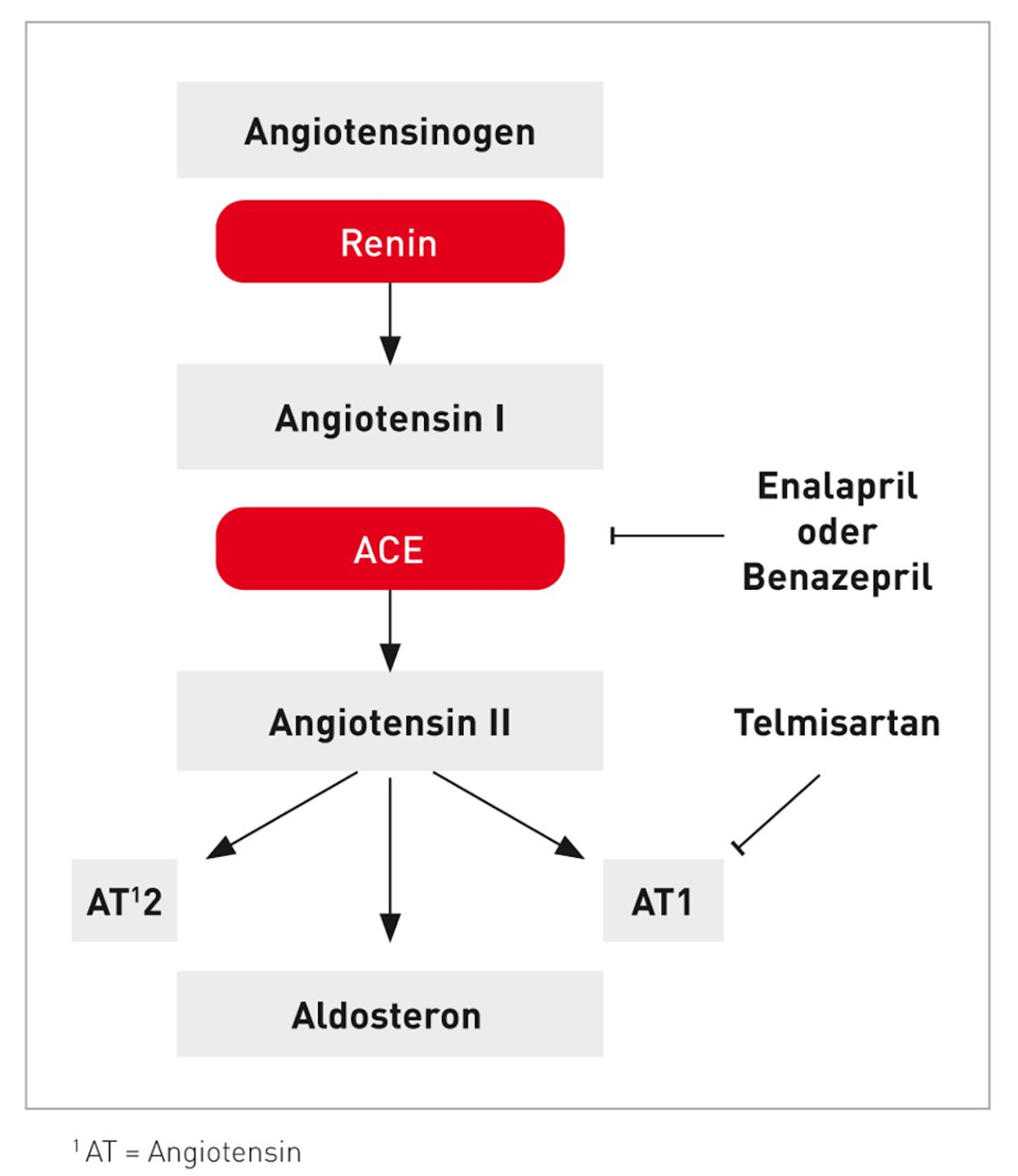 Das Renin-Angiotensin-Aldosteron-System und die Wirkstellen der bei Katzen am häufigsten eingesetzten RAAS-Hemmer