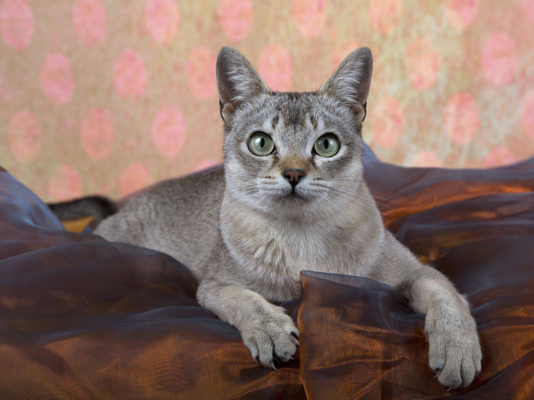 Chat Singapura à l'intérieur