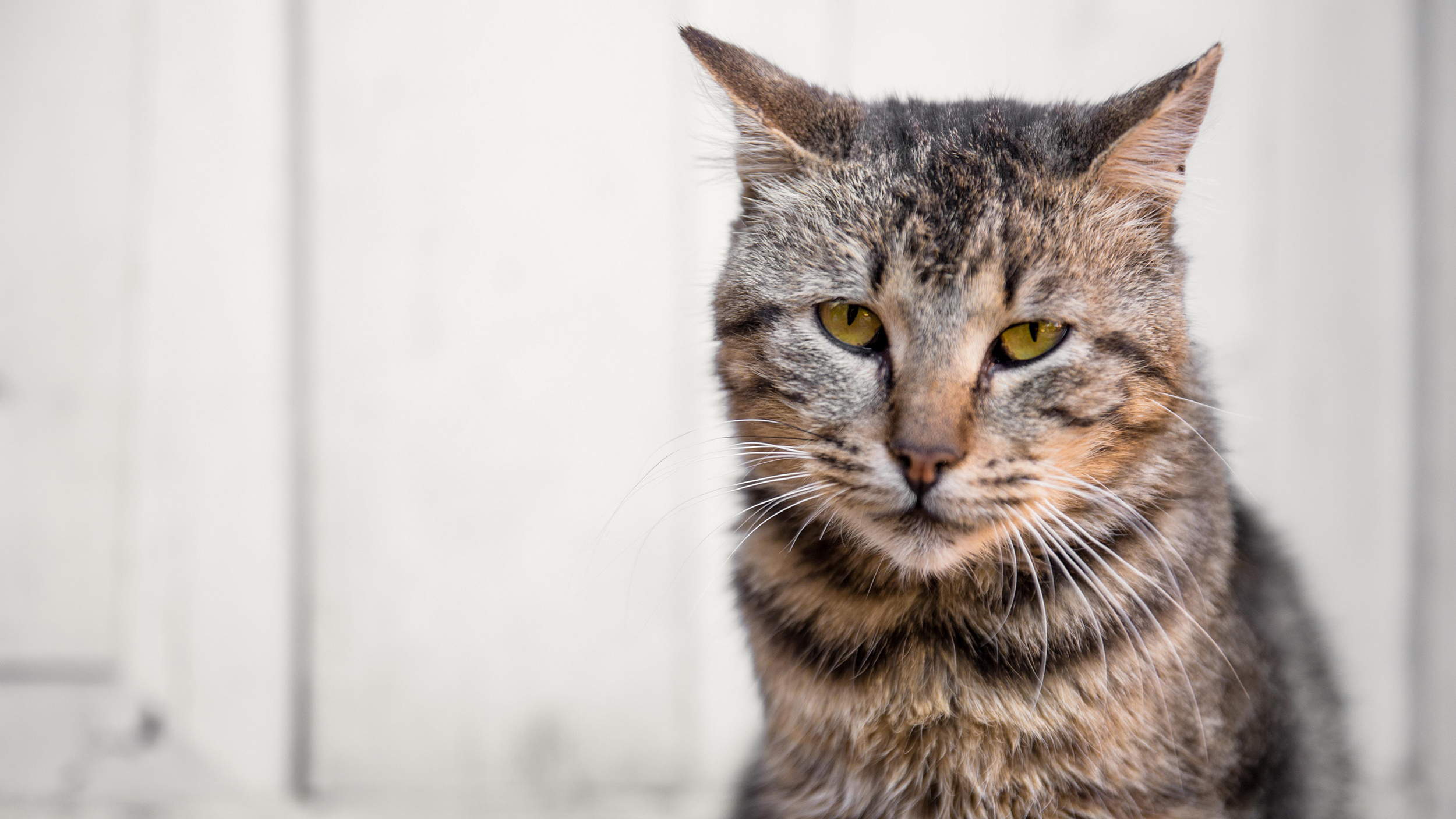 Wie Sich Das Alter Auf Katzen Auswirkt Royal Canin