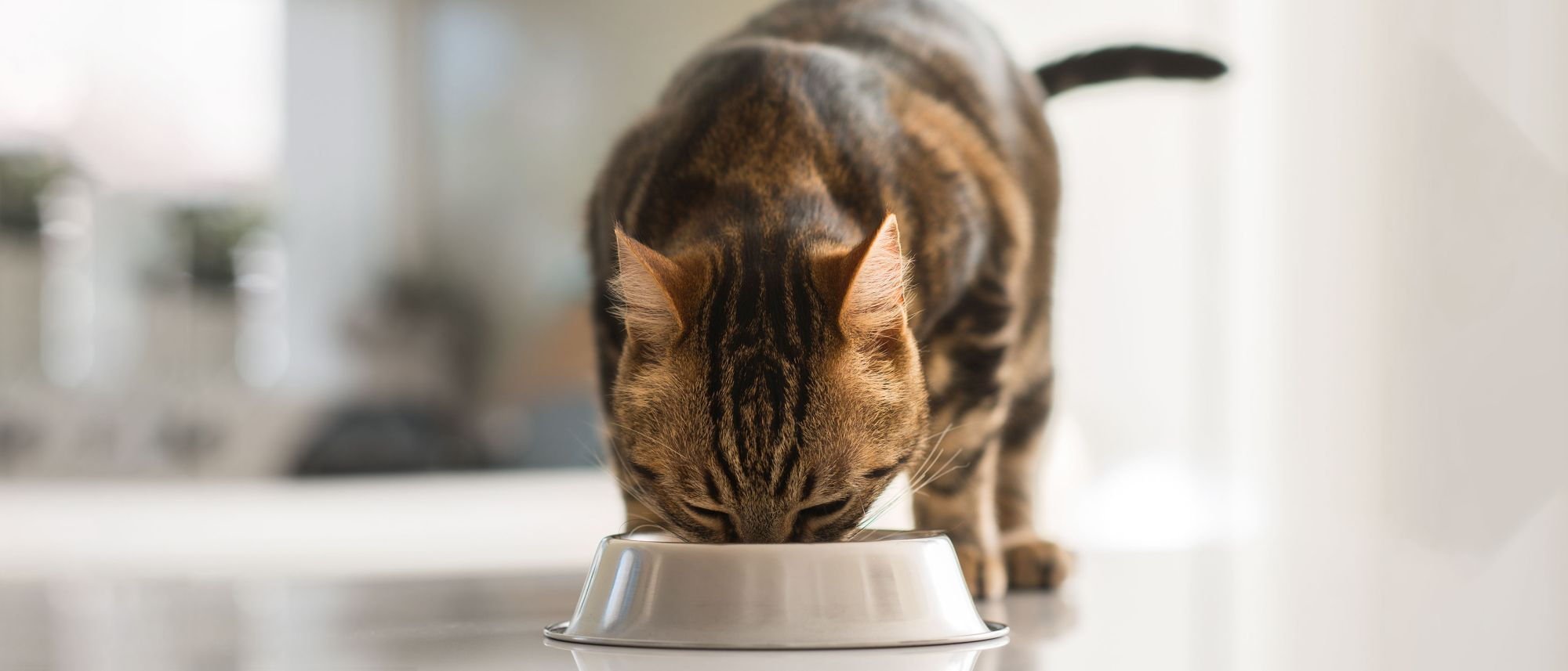 Brown and black cat eating from bowl