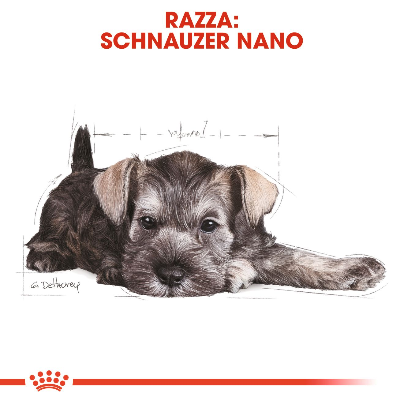 Miniature Schnauzer Puppy