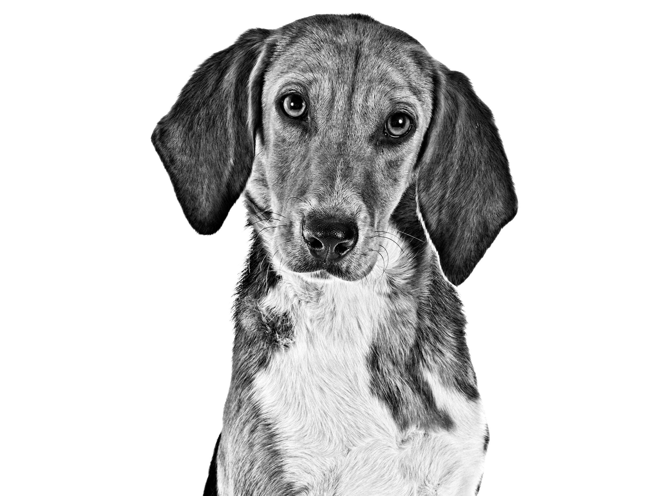 Beagle Harrier adult in black and white