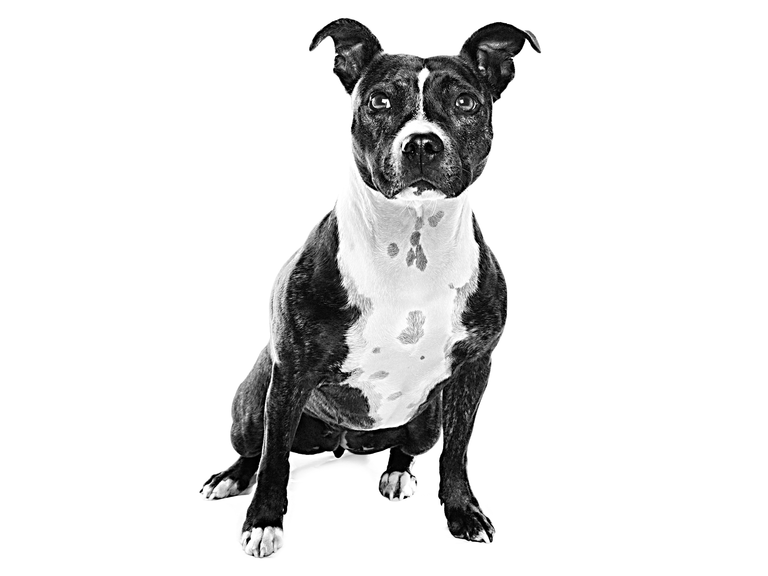 Staffordshire bull terrier hot sale black and white