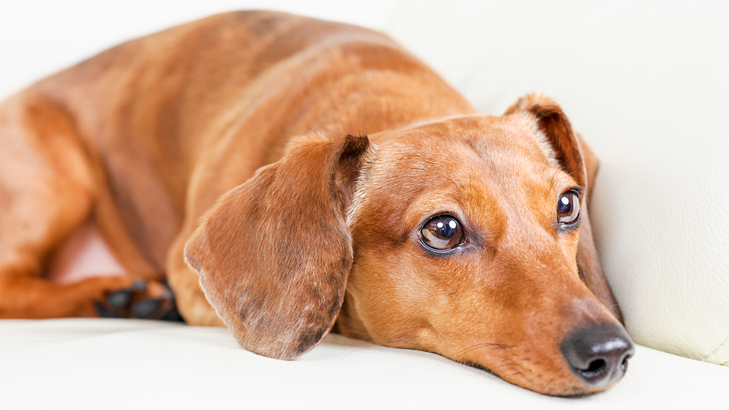 Adult dog lying down on a leather sofa.