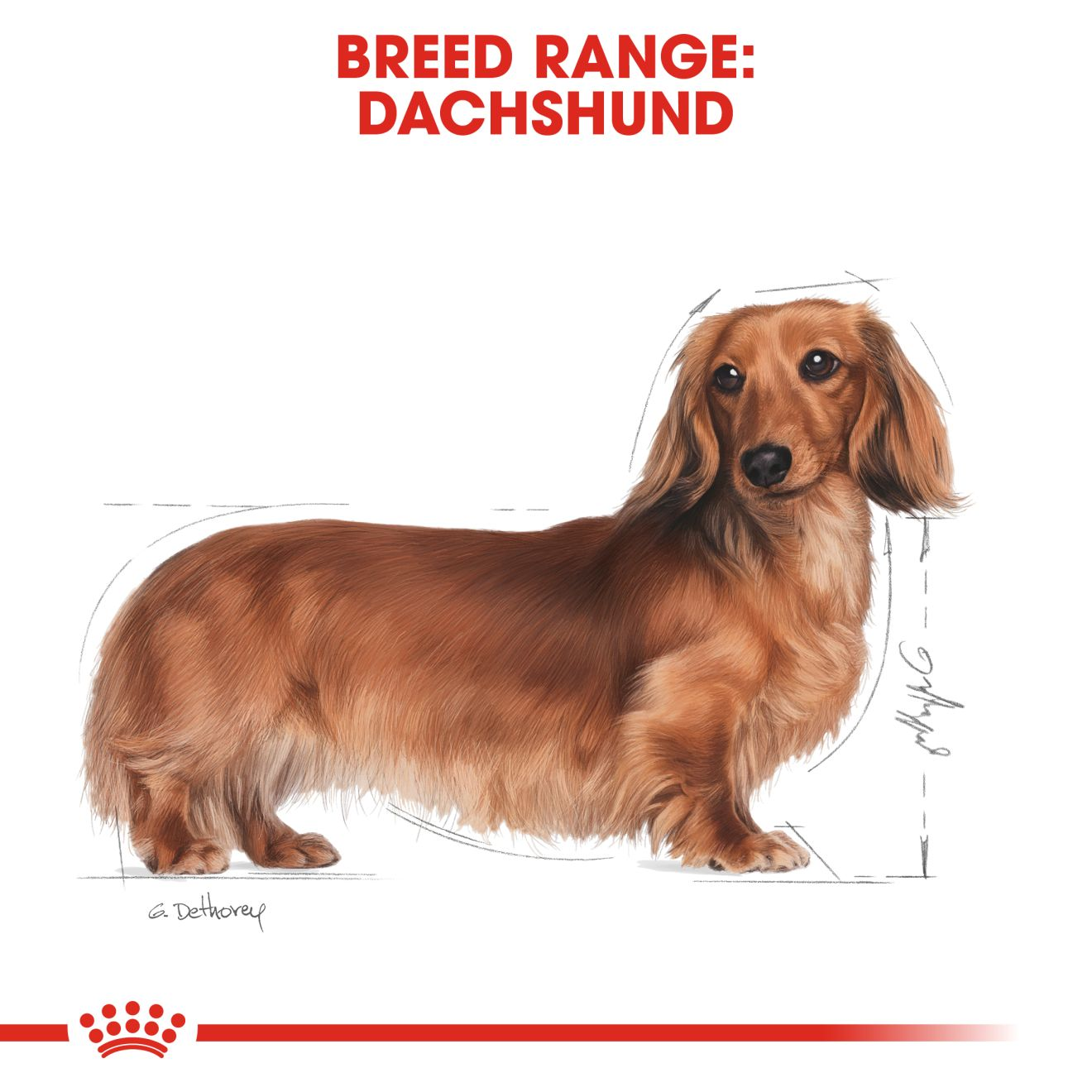 DACHSHUND ADULT Mousse