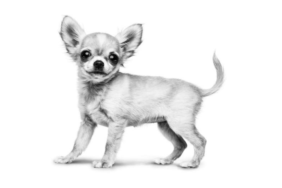 Chihuahua-valp som står i svart og hvitt på hvit bakgrunn