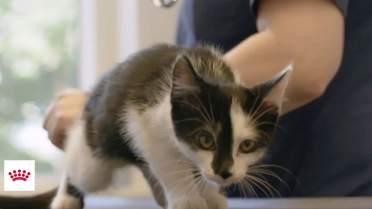 Verdt å vite om dyrlegebesøk