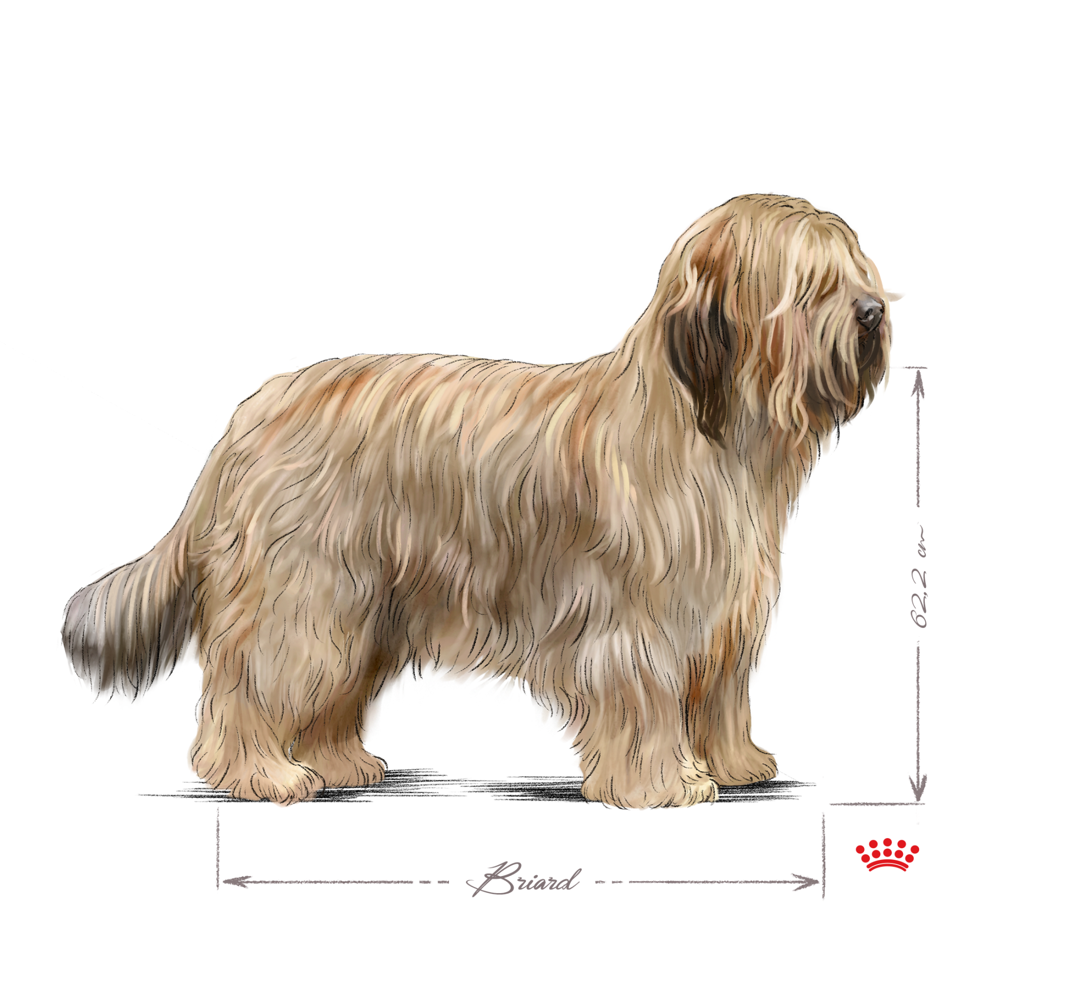 Briard adult in black and white
