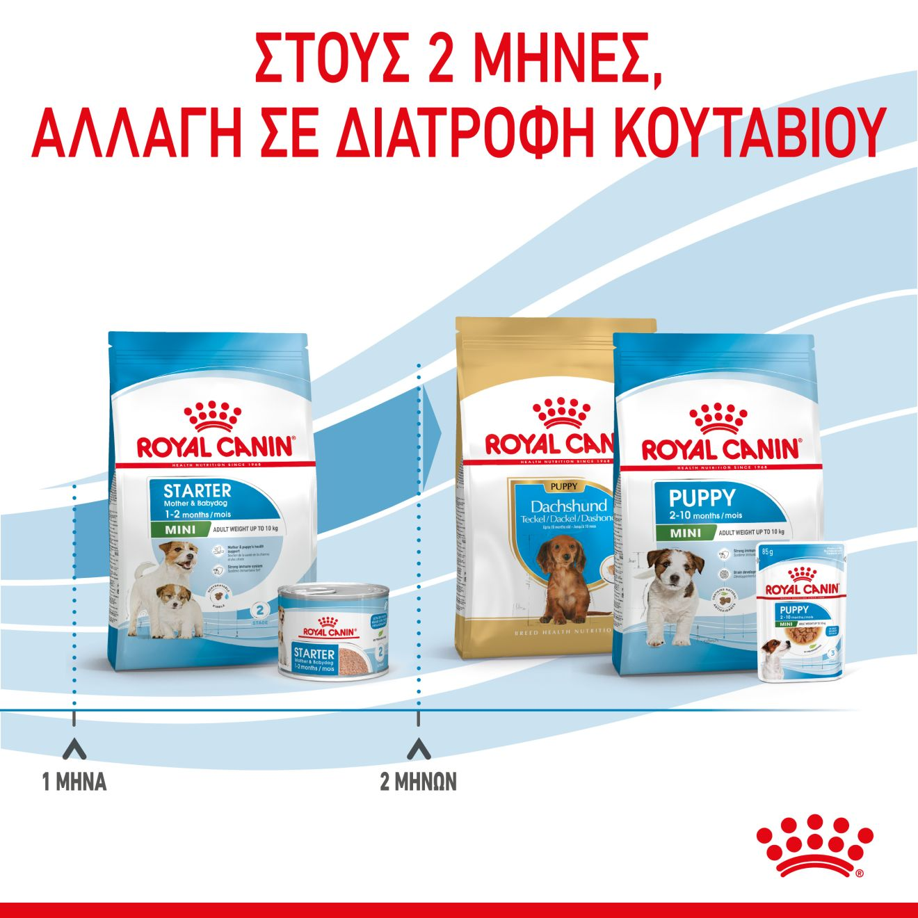 STARTER Mother & Babydog - MINI