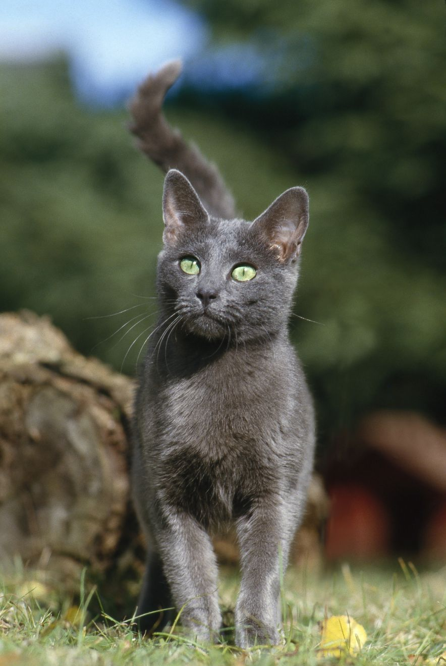 Royal canin 2025 russian blue