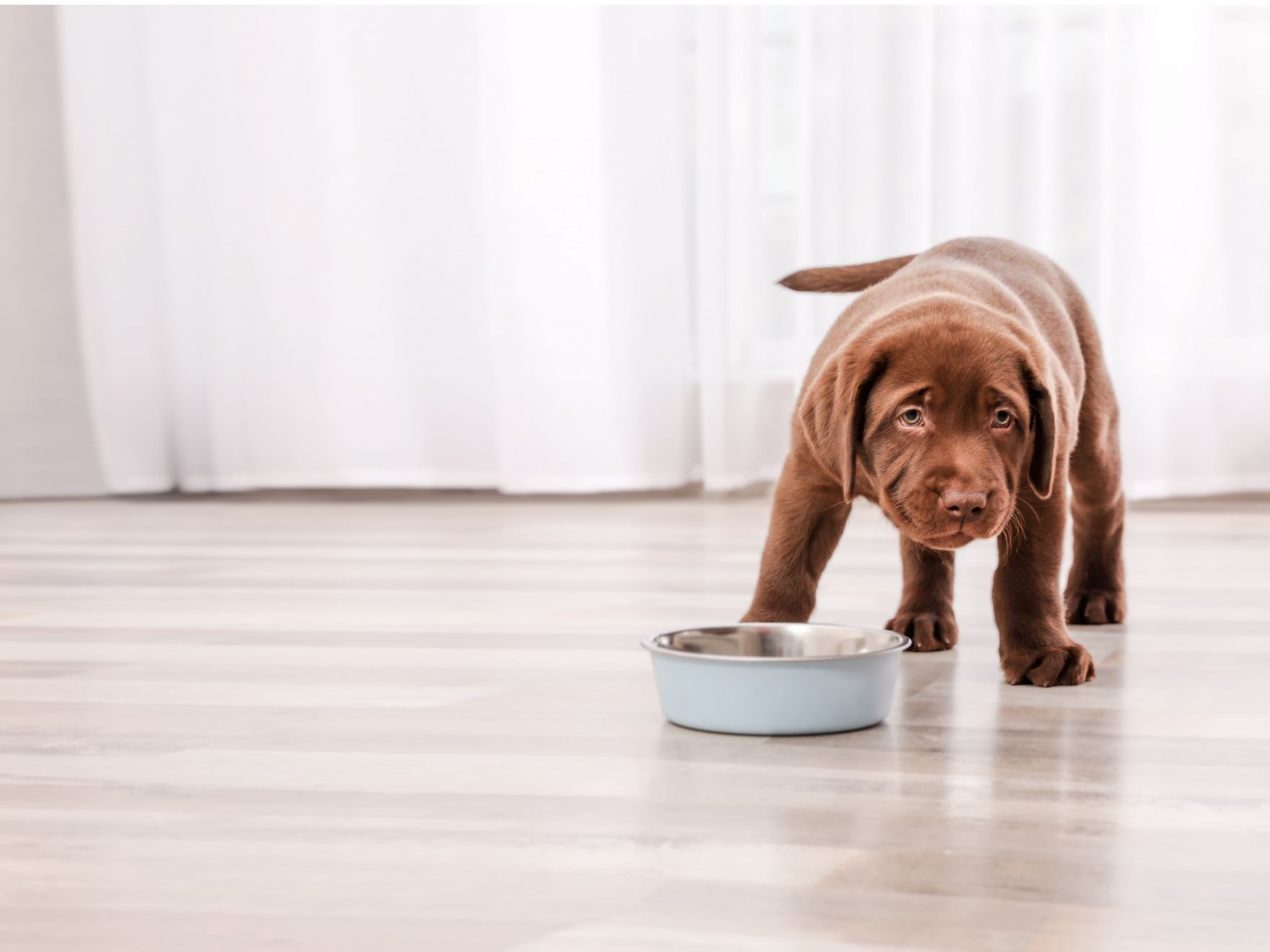 brown labrador retriever puppy standing inside next to a stainless steel feeding bowl