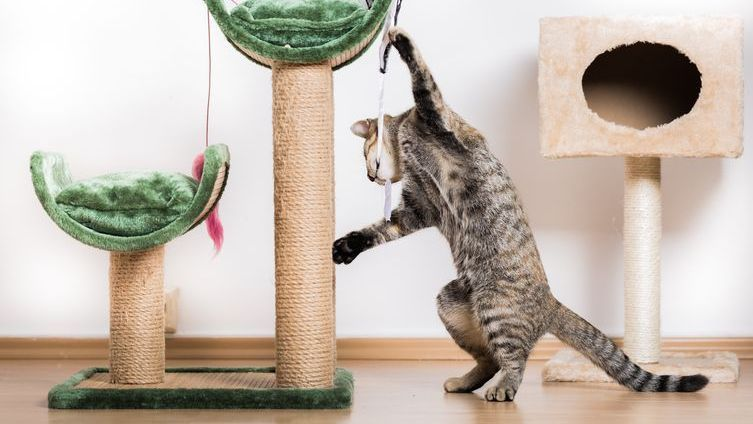 Gato jugando en la sala de estar con poste para gatos y juguetes