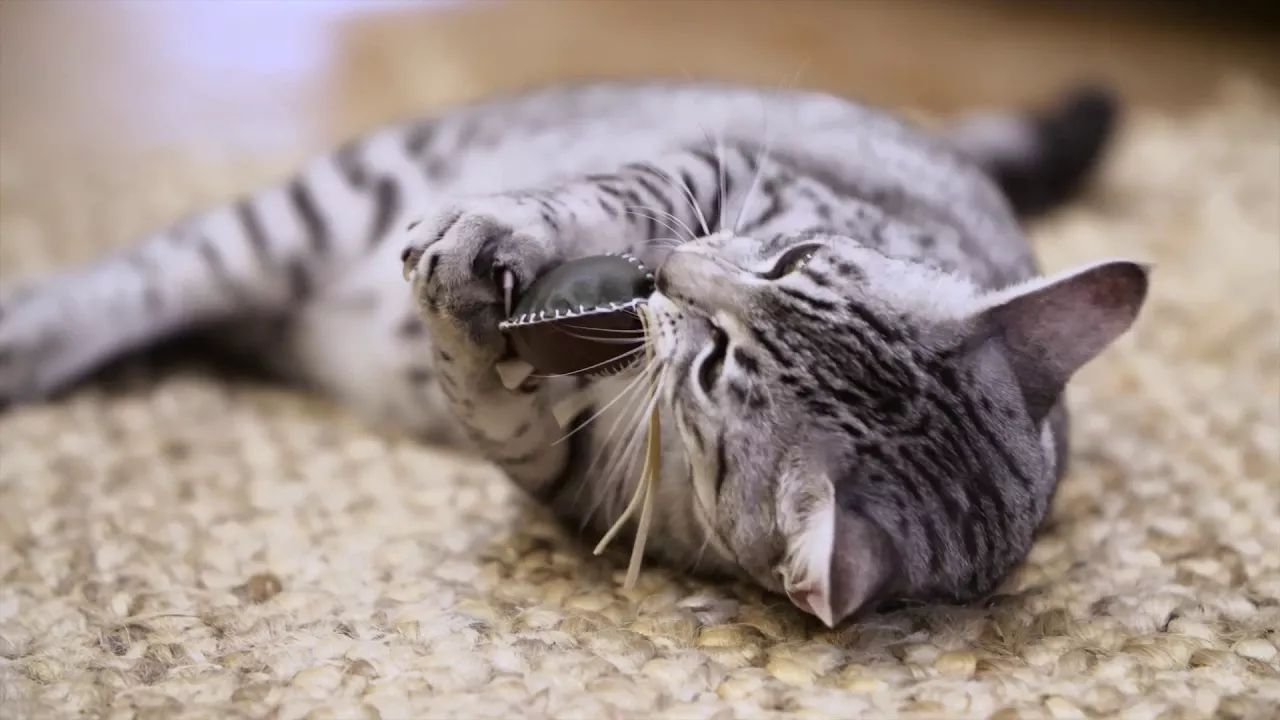 Como encorajar a atividade do meu gato