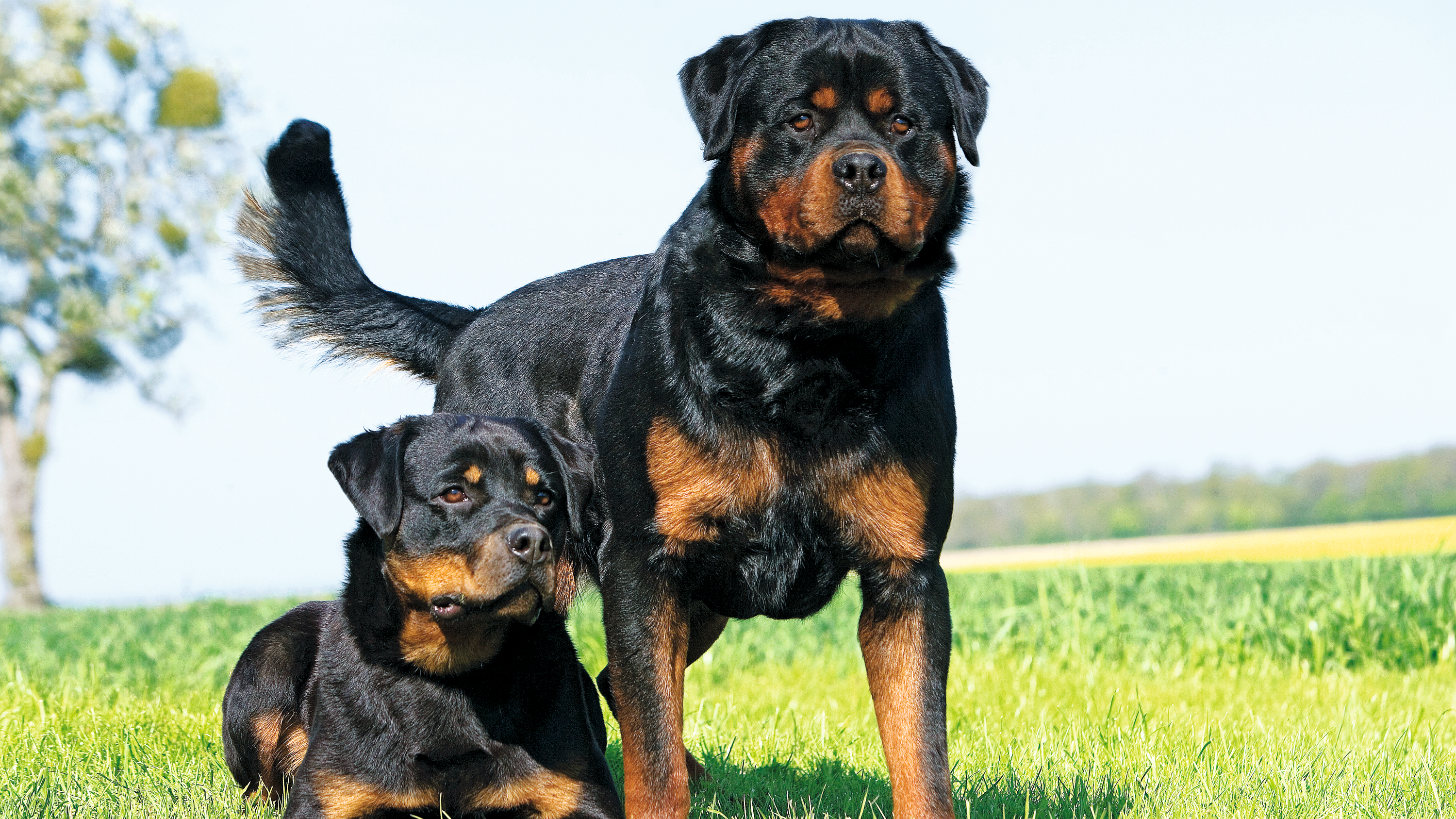 Two Rottweilers, one standing, one lying down, on grass