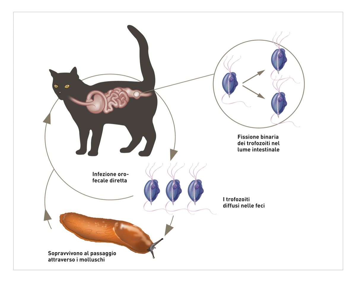  Il ciclo vitale di T. foetus è tipicamente diretto (oro-fecale), sebbene sia stata segnalata l'infezione tramite ingestione di trofozoiti dopo il passaggio attraverso molluschi infetti.