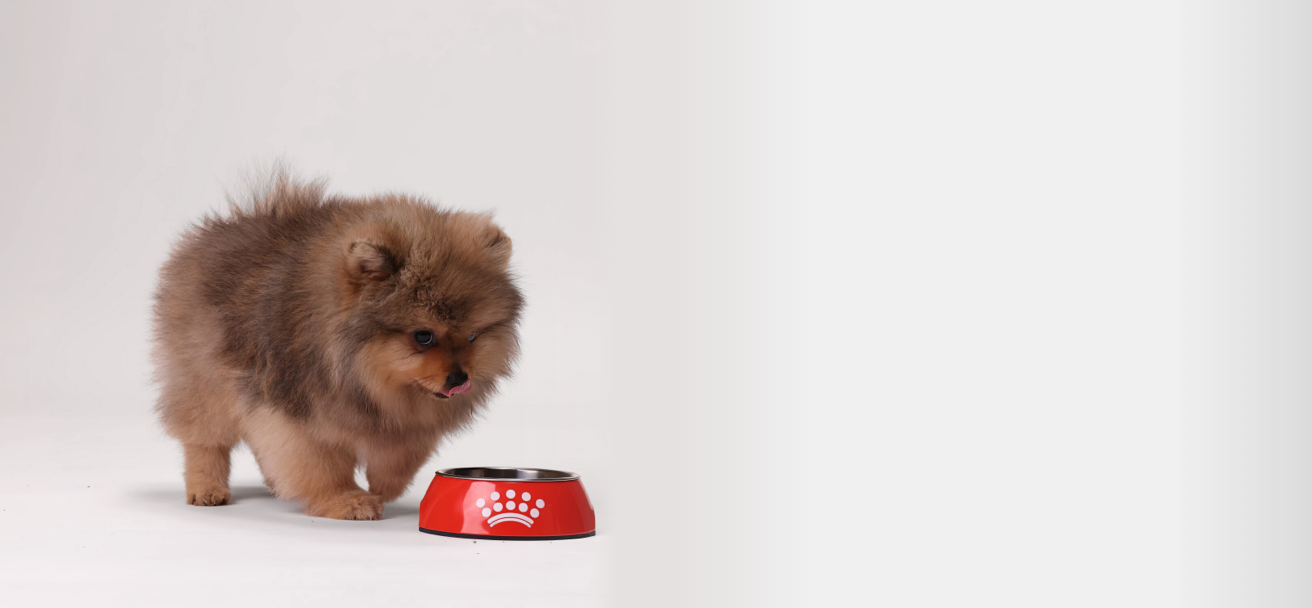 Fluffy brown puppy eating from a red dog bowl on a white background.