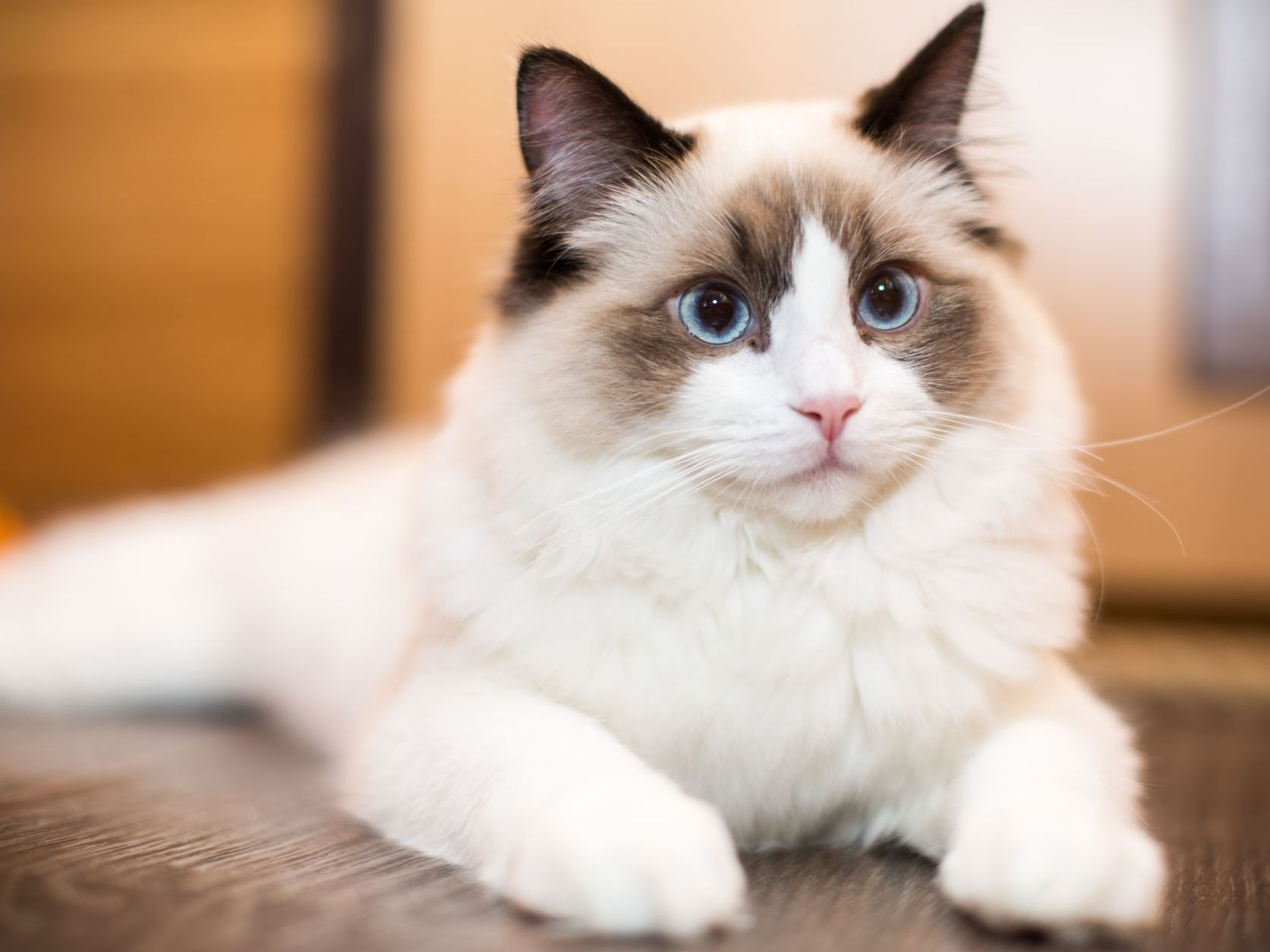 jeune chat ragdoll blanc