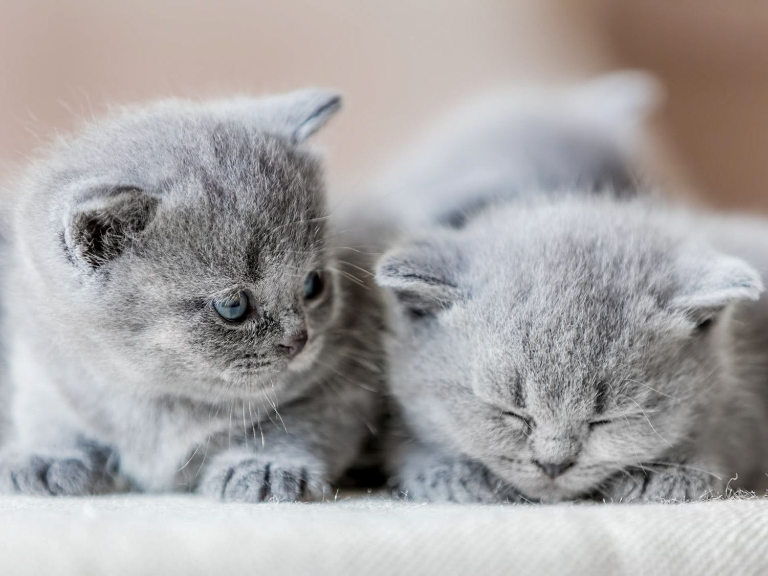 Drie Britse Korthaar Kittens liggen bij elkaar