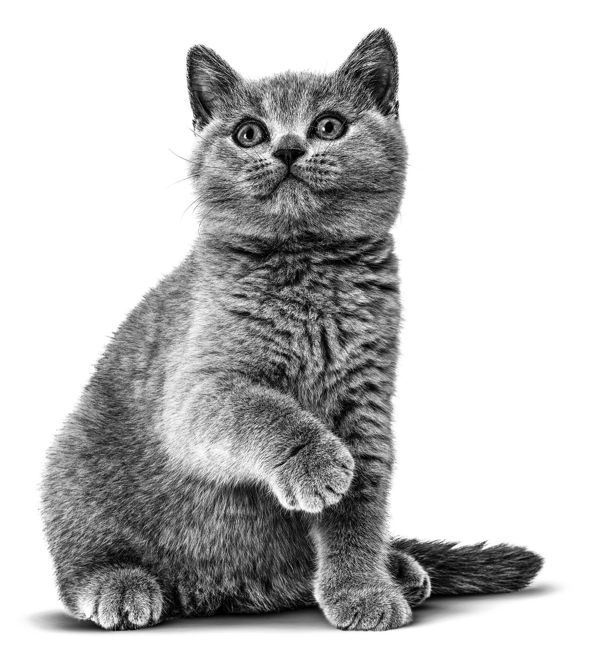 Siyah beyaz renkli bir British Shorthair yavrusu beyaz bir arka plan üzerinde