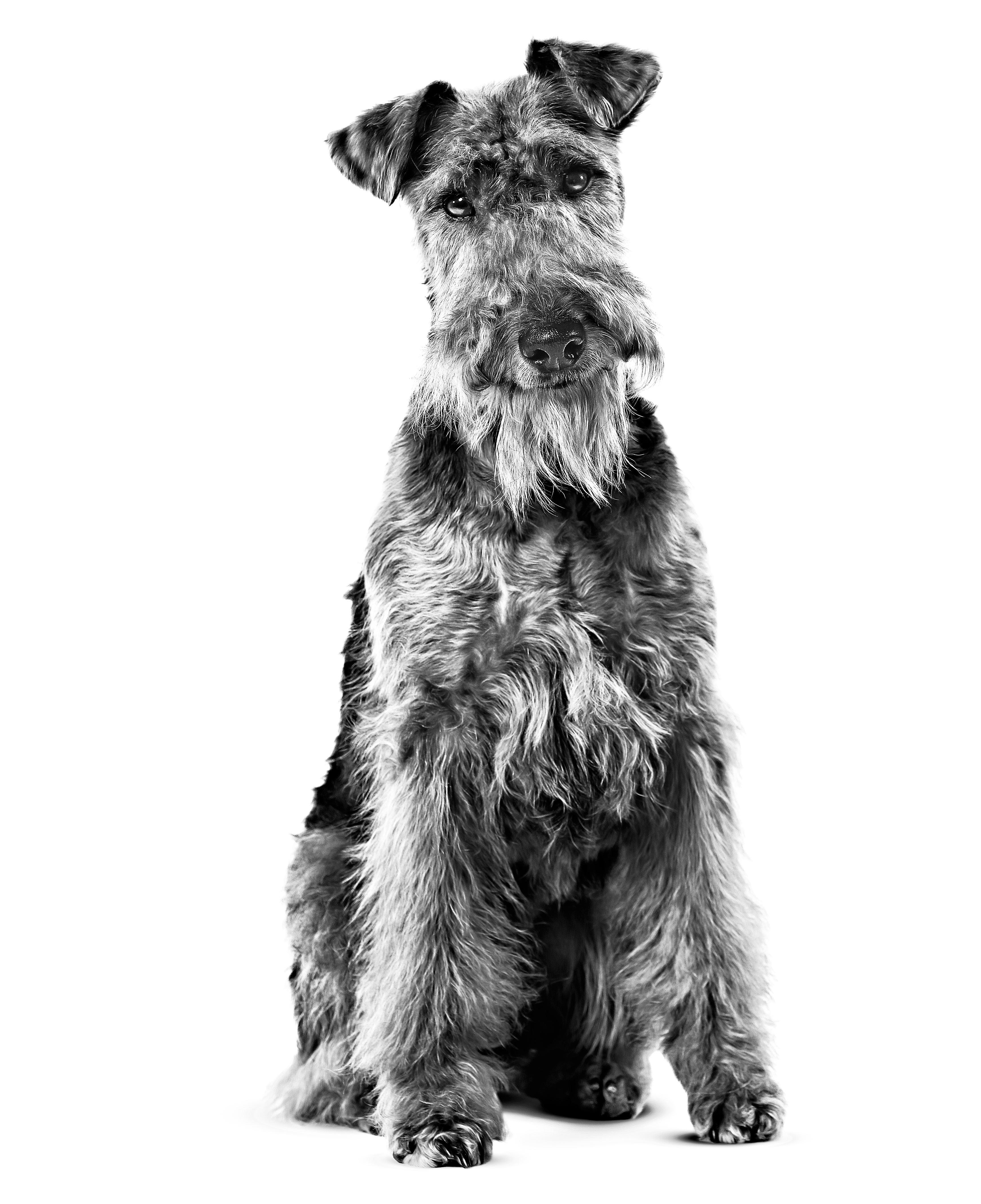 Welsh Terrier adulto in bianco e nero