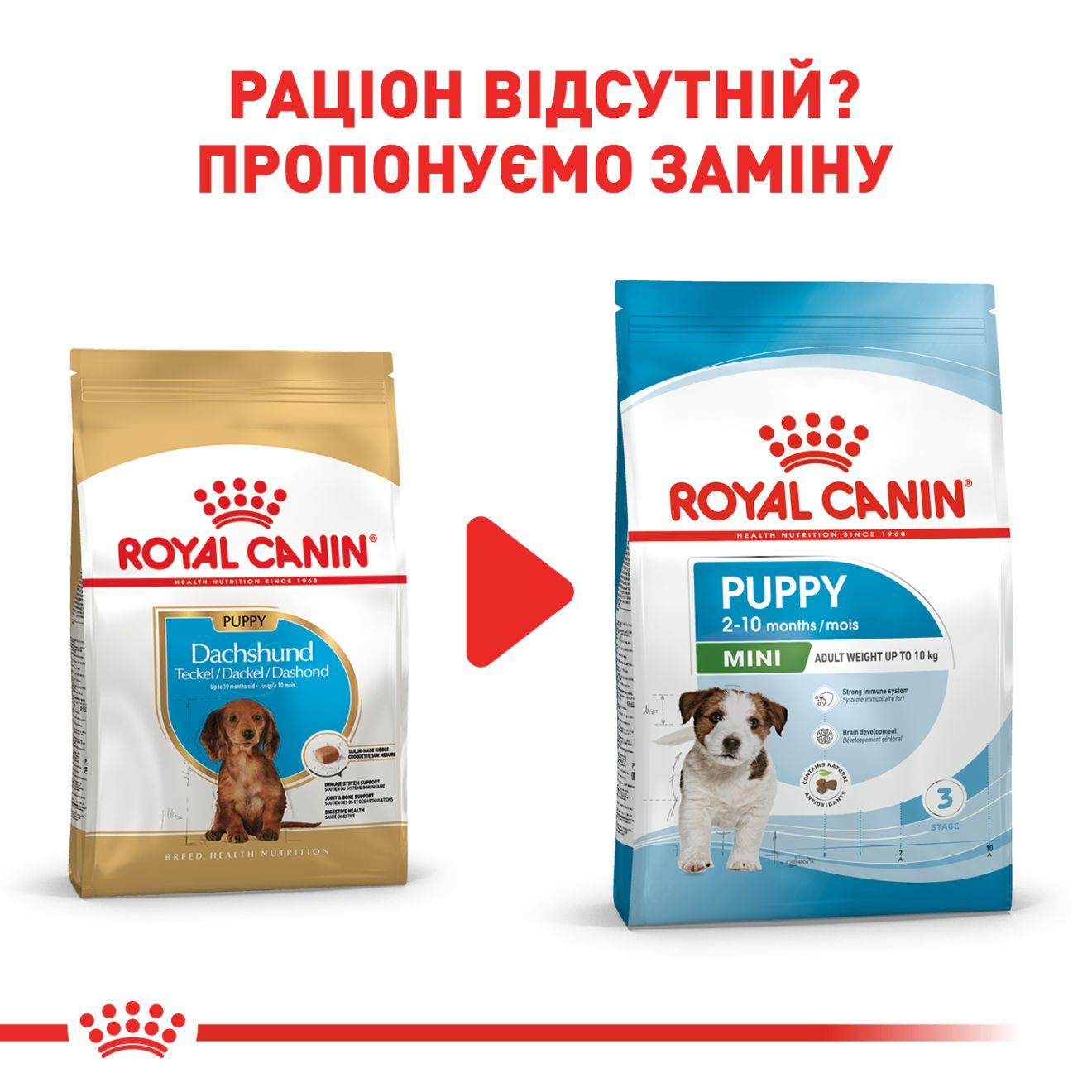 Dachshund 2024 royal canin