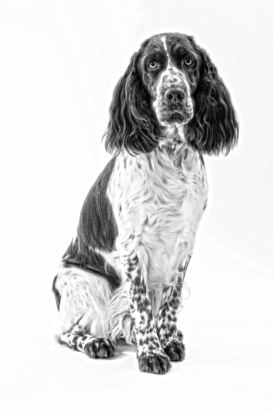 Royal canin 2025 springer spaniel