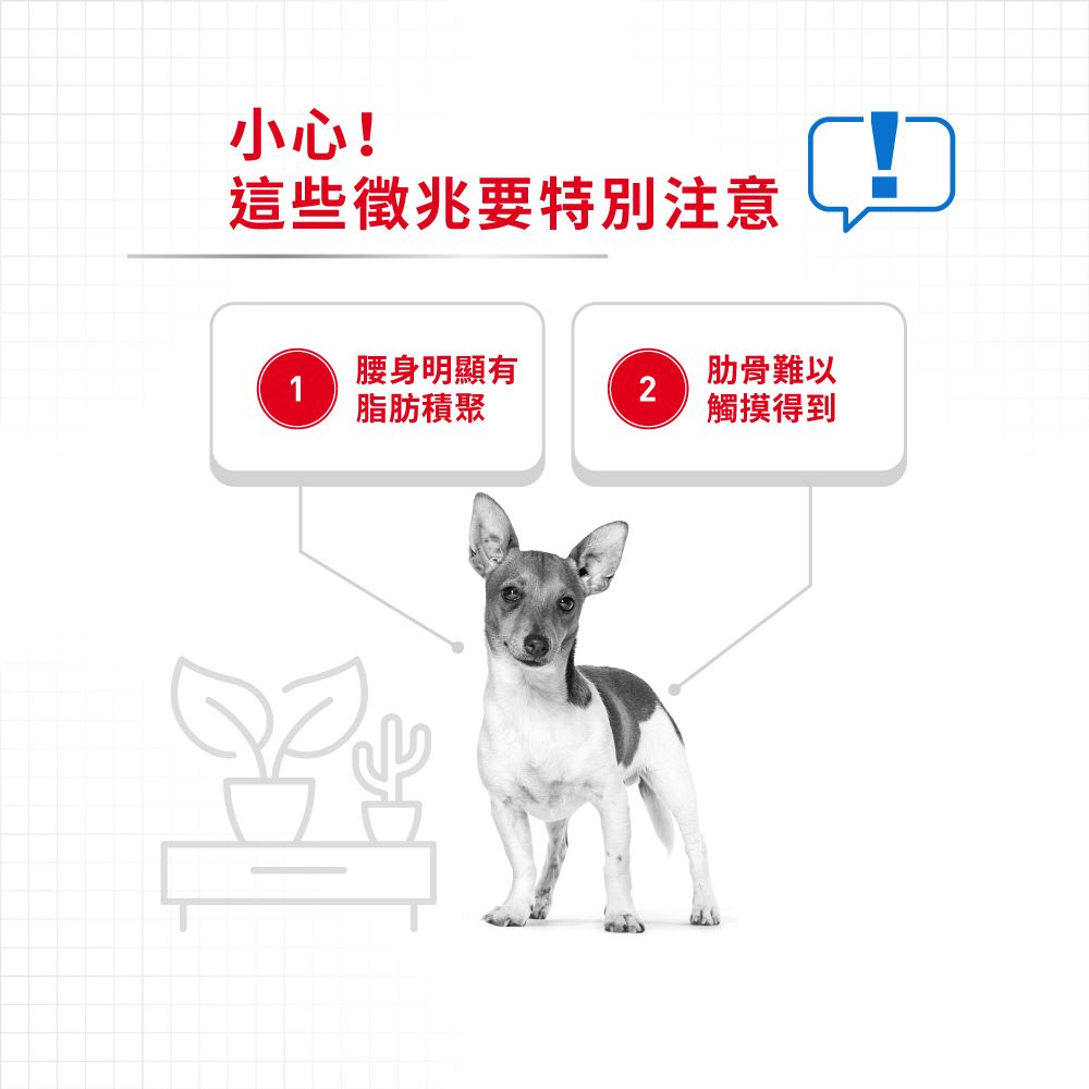 CCN 成犬體重控制加護主食濕糧（肉塊）