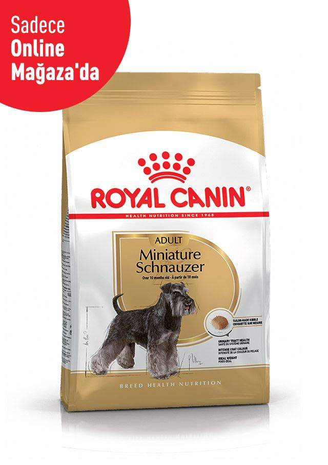 Miniature Schnauzer Adult