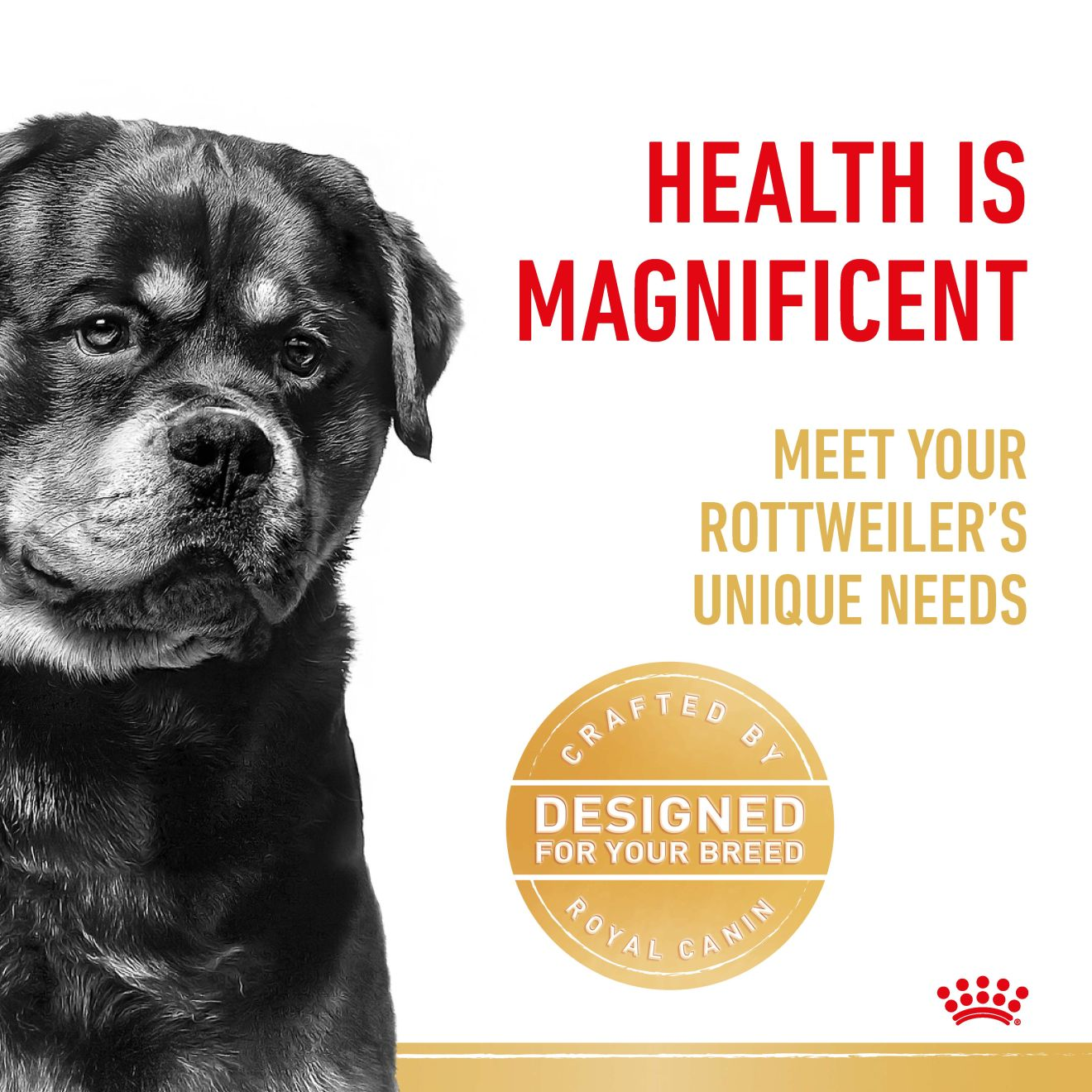 Rottweiler Adult