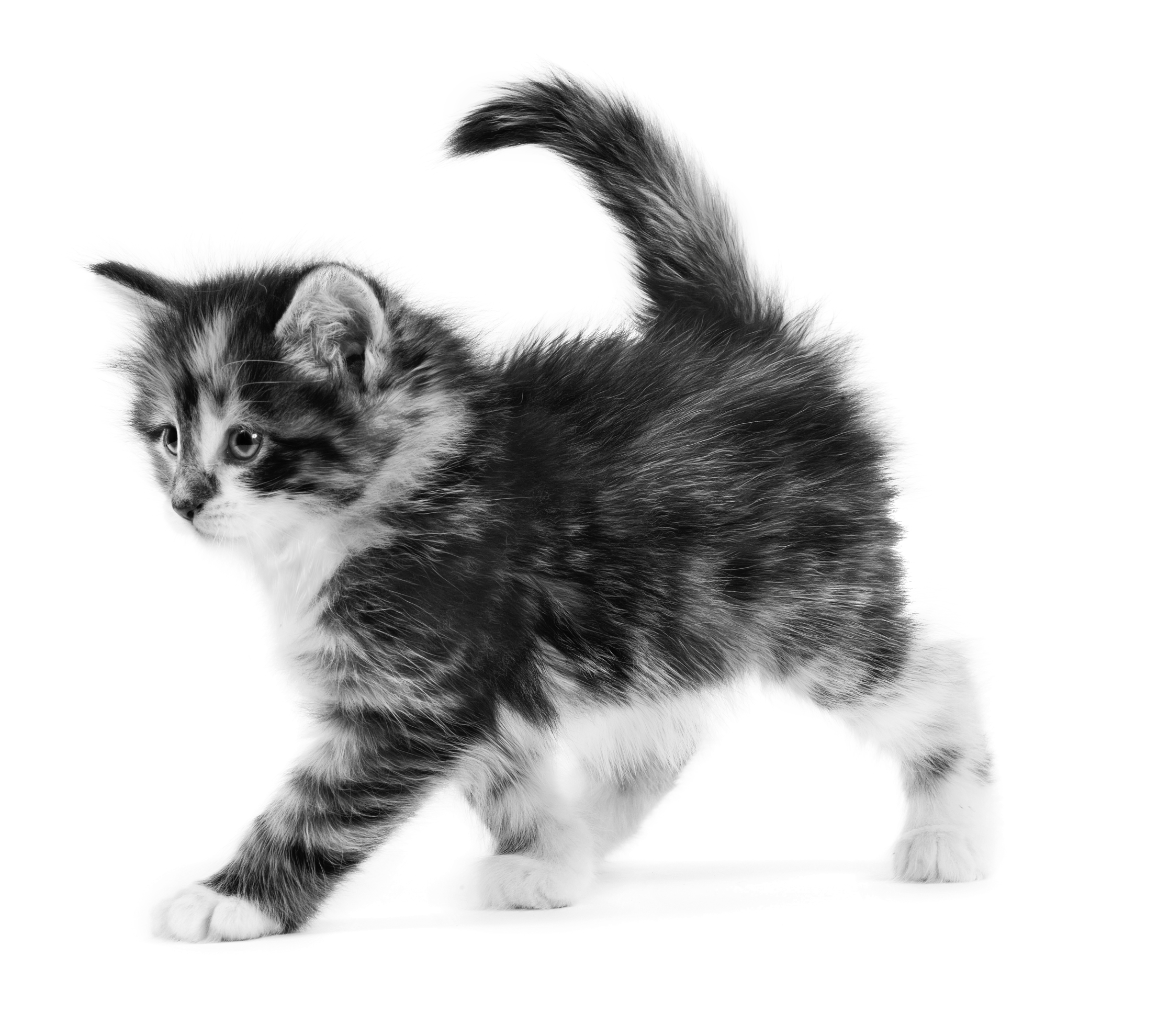 Norwegian Forest kitten black and white